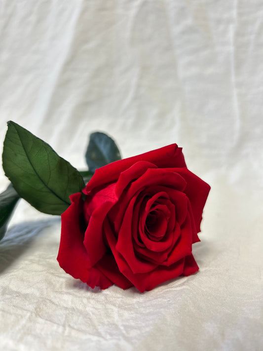 Ewige Rose 30 cm, eroze, Rot