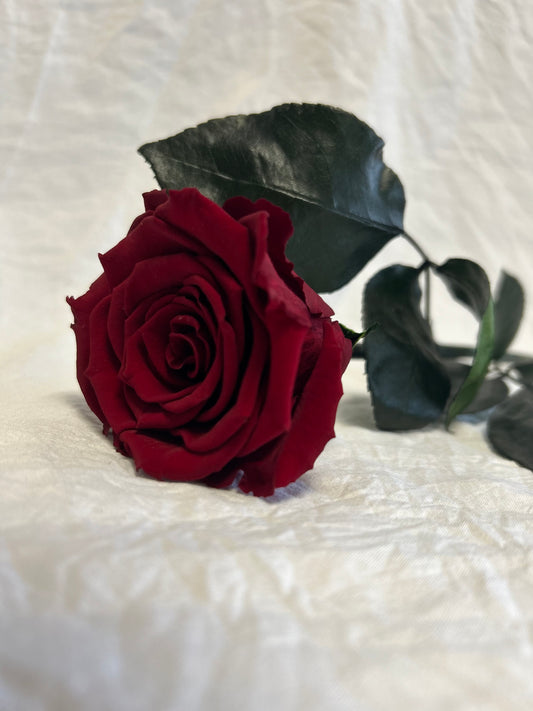 Ewige Rose 30 cm, eroze, dunkelrot