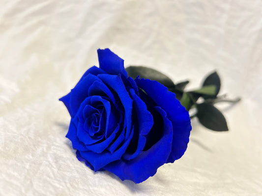 Ewige Rose 30 cm, eroze, Blau