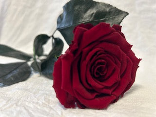 Rote ewige Rose,XL, mit Expresslieferung 20 min Köln